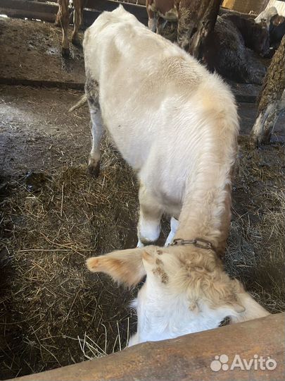 Бычки и телочки