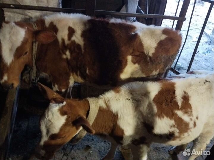 Телочка 2 месяца