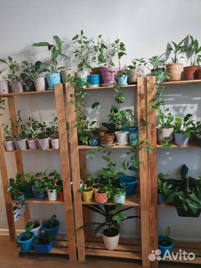 Фикус. Комнатные растения