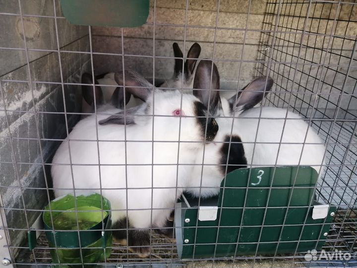 Калифорнийские кролики
