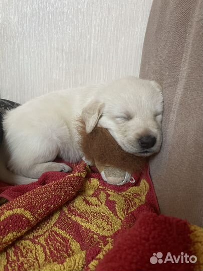 Щенки лабрадора