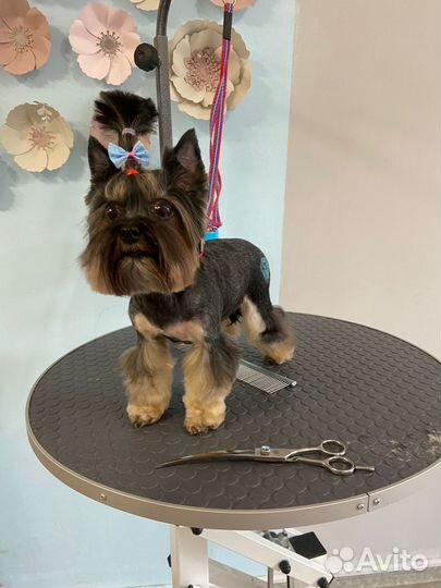 Грумер стрижка собак