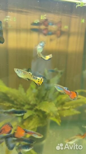 Рыбки гуппи