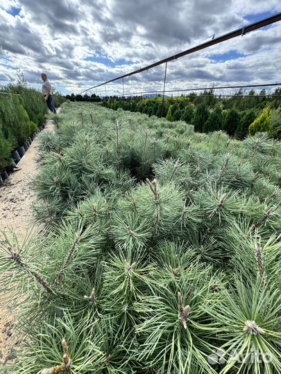 Сосна Крымская 5 лет опт