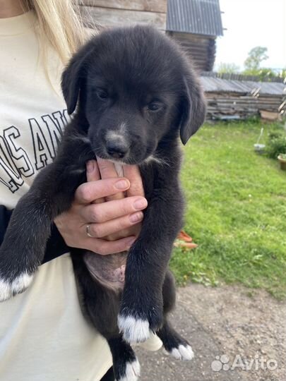 Щенки бесплатно