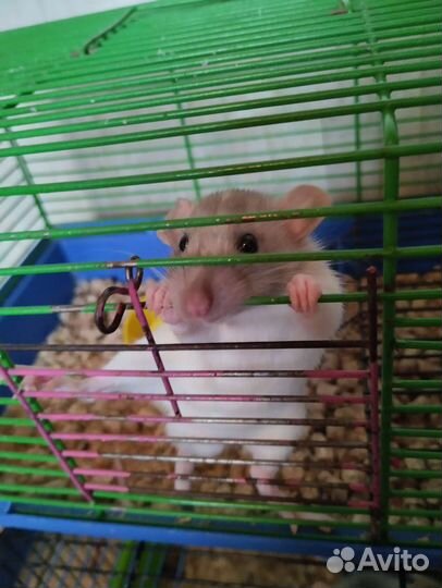 Крыса дамбо мальчики