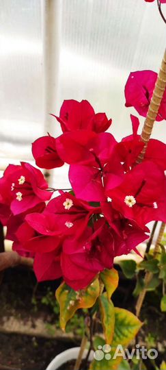 Бугенвиллия