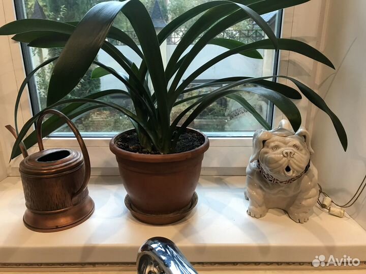 Кливия киноварная персикового цвета