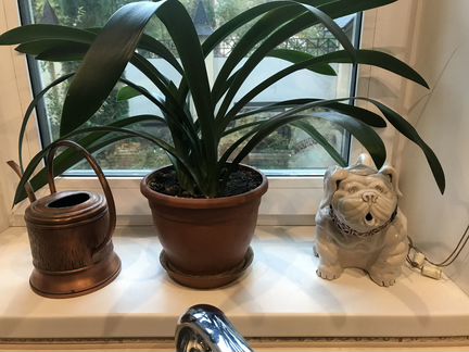 Кливия киноварная персикового цвета