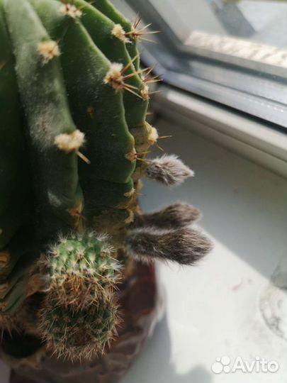 Кактус эхинопсис
