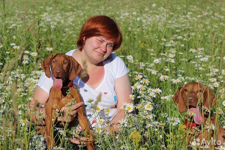 Венгерская (короткошёрстная легавая) выжла, щенки