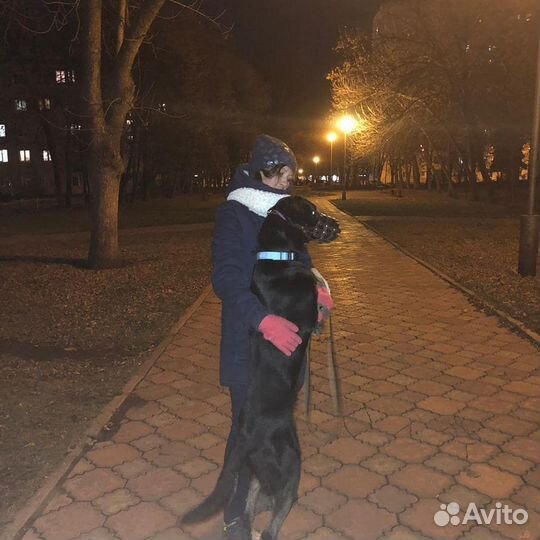 Дрессировка, Выгул, собак, щенков, догситер