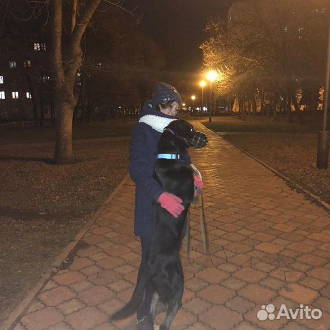 Дрессировка, Выгул, собак, щенков, догситер