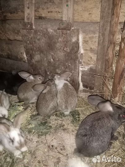 Кролики и крольчата