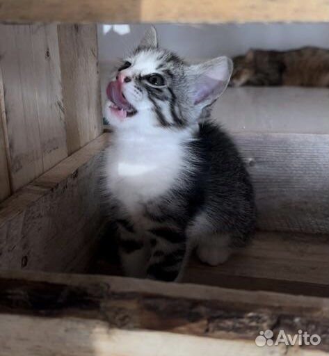 Отдам бесплатно