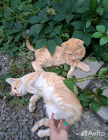 Котята ищут дом