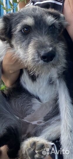 Люся ищет дом