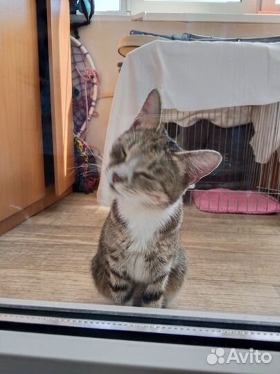 Котёнок подросток, девочка
