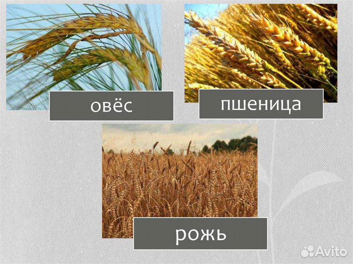 Зерно Пшеница Овёс(94%всхож) Рожь Гречка