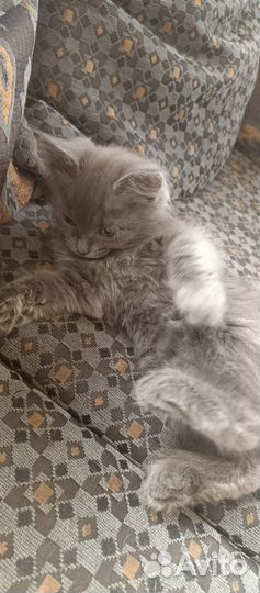 Отдам котенка в добрые руки