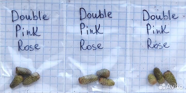 Ризомы ахименеса - Double Pink Rose