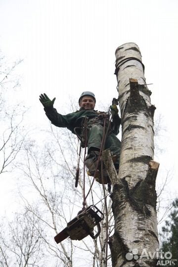 Спил деревьев