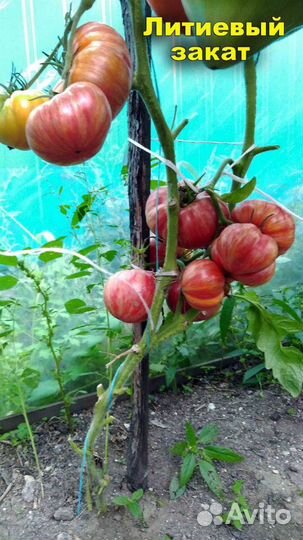 Семена сортовых томатов, коллекционных