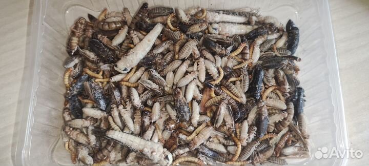 Замороженные кормовые насекомые на развес