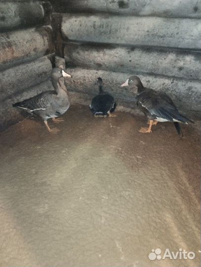 Подсадные- (манные ) белолобые гуси