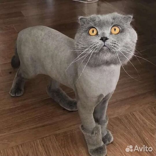 Стрижка кошек,котов всех пород