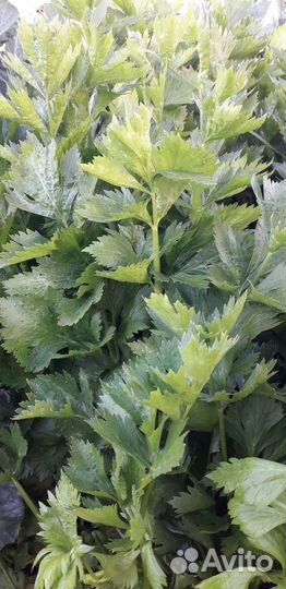 Черенковый Сельдерей