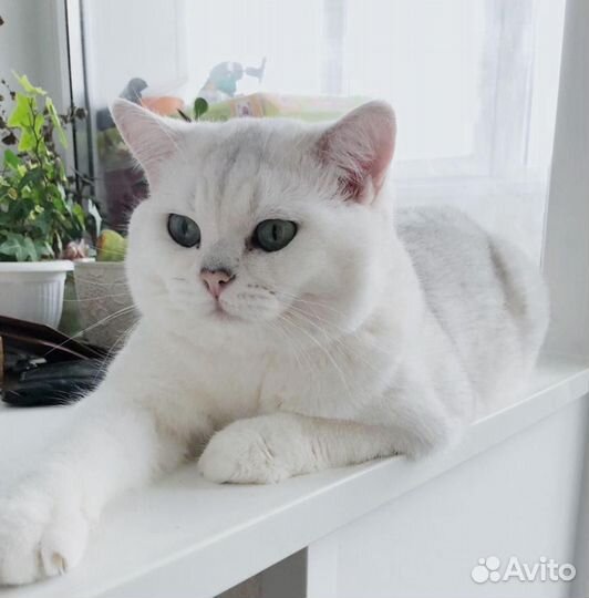 Британские котята