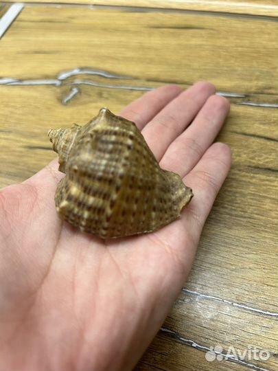 Ракушка морская СССР