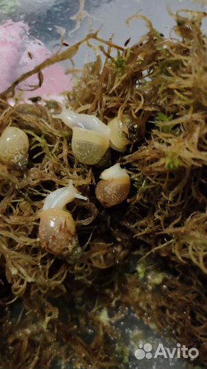 Улитка Ахатина с белой ногой