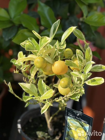 Лимон цветущий