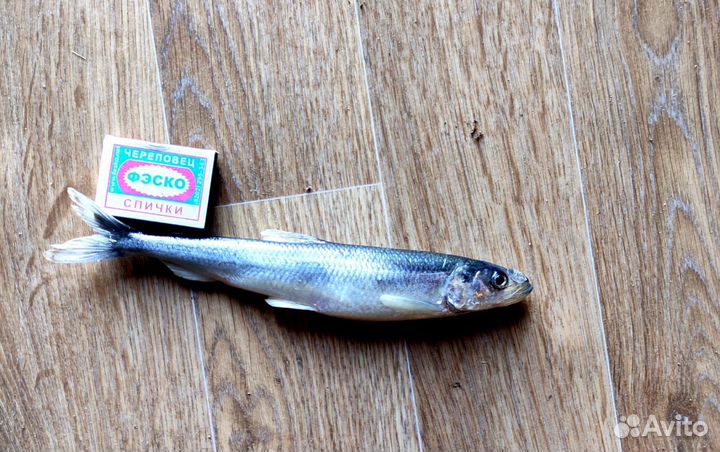 Свежая рыба корюшка