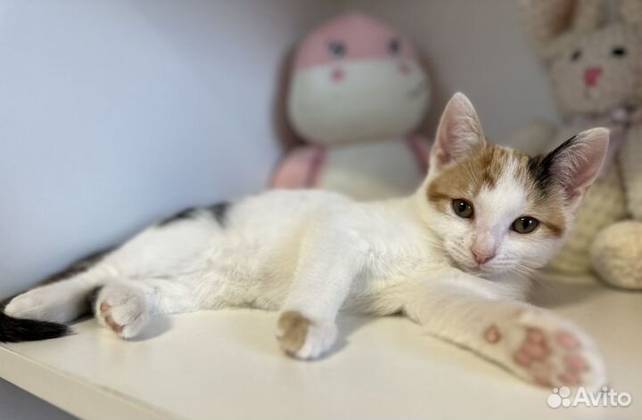 Котята в добрые руки бесплатно