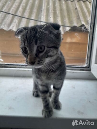Отдам котенка в добрые руки