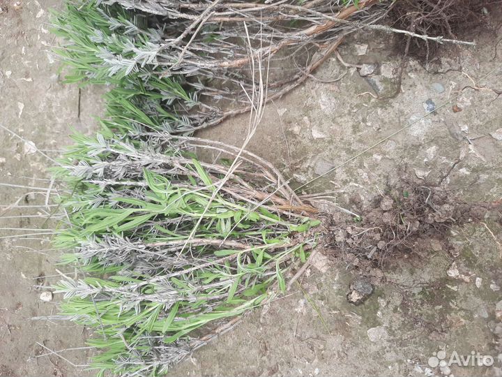 Лаванда саженцы