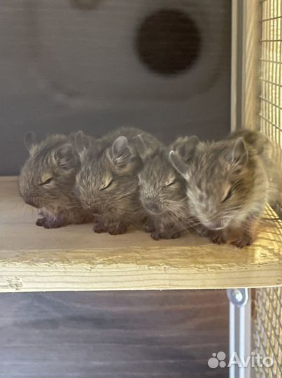 Чилийские бельчата Дегу 2 месяца