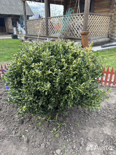 Саженцы Самшита