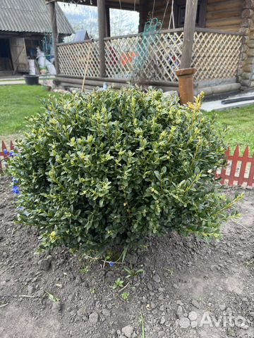 Саженцы Самшита