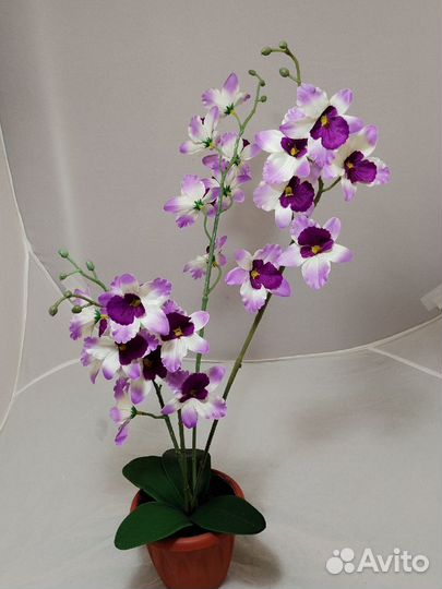 Фиалка в пластиковом горшке