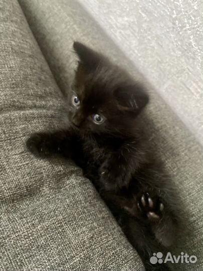 Котята в добрые руки бесплатно мальчик