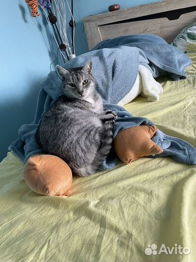 Кот Василий