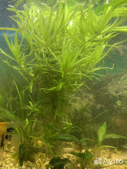 Растения прополка