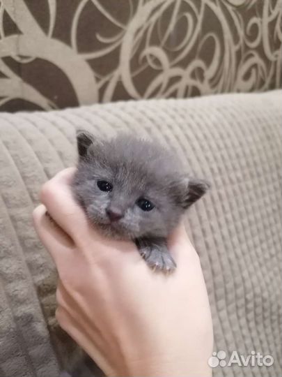 Кошки породистые бесплатно