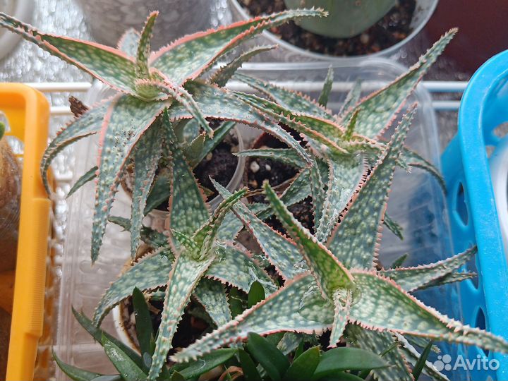 Суккуленты