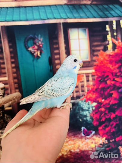 Птенцы волнистых попугаев