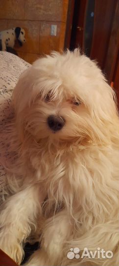 Мальтезе вязка